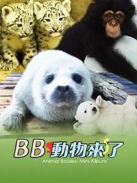 ���ﱦ�������ؼ�